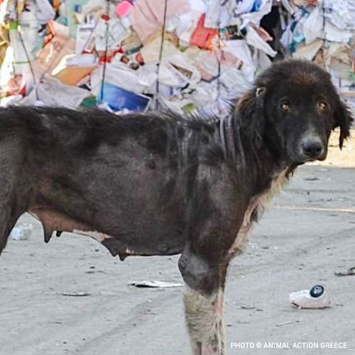 Disaster Relief Dogs in Greece